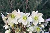 HELLEBORUS X NIGERCORS EMMA