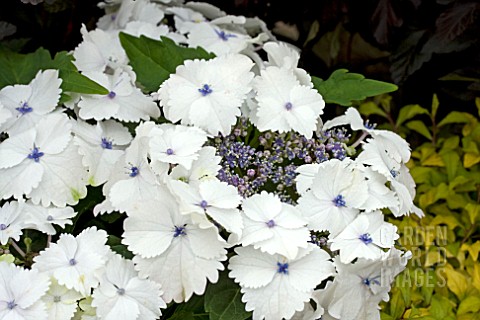 HYDRANGEA_KORIA