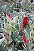 PHOTINIA PINK MARBLE