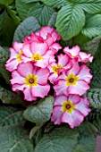 PRIMULA ROSE PASSION