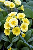 PRIMULA VERISTAR YELLOW