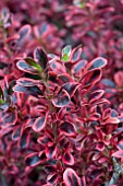 COPROSMA FIREBURST