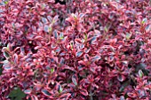 COPROSMA FIREBURST