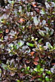 COPROSMA MIDNIGHT MARTINI