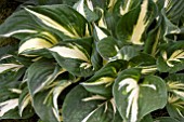 HOSTA CLIFFORDS STINGRAY