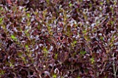 COPROSMA PACIFIC NIGHT