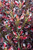 COPROSMA PACIFIC SUNSET