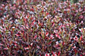 COPROSMA PACIFIC SUNSET