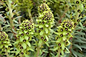 EUPHORBIA CHARACIAS BLACK PEARL