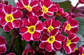 PRIMULA DARK ROSALEEN