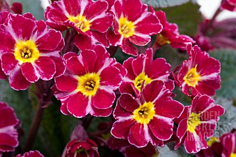 PRIMULA_DARK_ROSALEEN