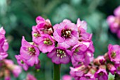 BERGENIA MAGIC GIANT