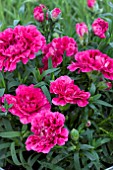 DIANTHUS OSCAR PURPLE WINGS