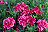 DIANTHUS OSCAR PURPLE WINGS