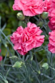 DIANTHUS PRETTY FLAMINGO