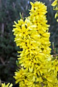 FORSYTHIA NIMBUS