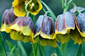 FRITILLARIA MICHAILOVSKI