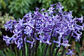 HYACINTHUS ANASTASIA