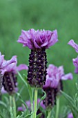 LAVANDULA STOECHAS ROYAL CREST