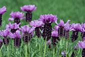 LAVANDULA STOECHAS ROYAL CREST