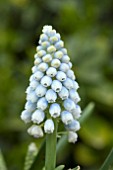 MUSCARI OCEAN MAGIC