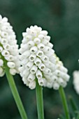 MUSCARI WHITE MAGIC