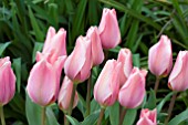 TULIPA ALBERT HEYN