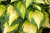 HOSTA ORANGE MARMALADE