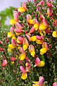 CYTISUS LA COQUETTE