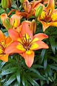 LILIUM BRIGHT JOY