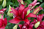 LILIUM POLLEN FREE RED