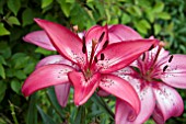 LILIUM PACIFIC JOY