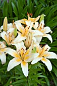 LILIUM FRECKLED JOY