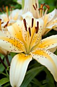 LILIUM FRECKLED JOY