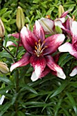 LILIUM PUSH OFF