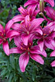 LILIUM TINY BICOLOUR