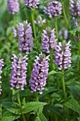 NEPETA NERVOSA PINK CAT