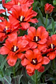 TULIPA RED RIDING HOOD DOUBLE