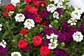 MIXED VERBENA CONTAINER