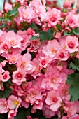 BEGONIA GLORY PINK