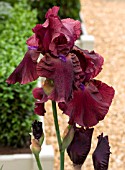 IRIS FORTUNATE SUN