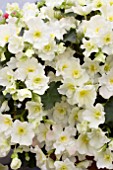 BEGONIA GLORY WHITE