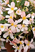 BEGONIA WATERFALL ANGEL SOFT PINK