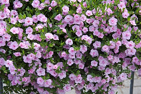 CALIBRACHOA_CAN_CAN_ROSIES_LIGHT_PINK_DOUBLE