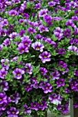 CALIBRACHOA CABERET LAVENDER