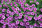 CALIBRACHOA CABERET LIGHT PINK