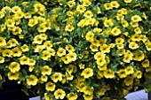 CALIBRACHOA CABERET PALE YELLOW