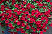 CALIBRACHOA CABERET BRIGHT RED