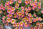 CALIBRACHOA CALIPLOSION CANDY BOQUET