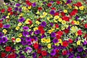 CALIBRACHOA TROPICANA MIX